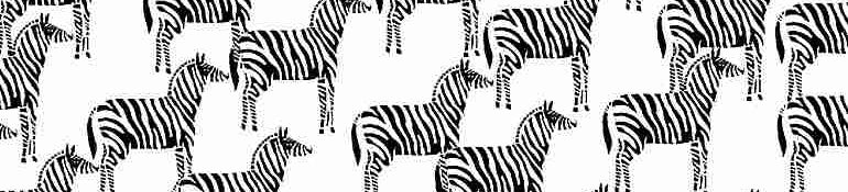 zebra white